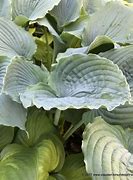 Image result for Hosta Queen of the Seas