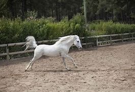 Image result for All White Horse Breeds