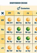 Image result for Dihybrid Cross Template