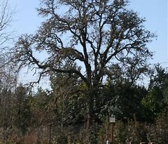 Image result for Arkansas Native Trees