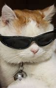 Image result for Cat W Black Shades