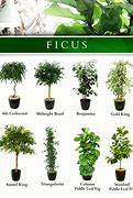Image result for Ficus Tree Varieties