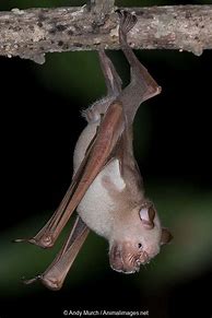 Image result for Bat Species Found in South Carolina