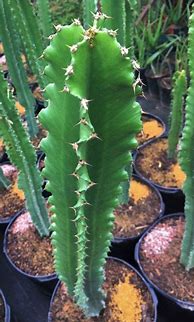 Image result for Columnar Cactus Types