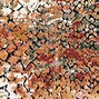 Image result for Multi Colored Area Rugs 8X10