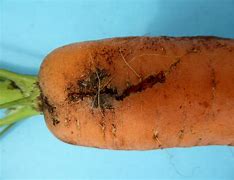 Image result for "carrot-weevil"