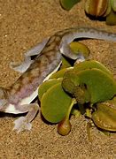 Image result for Web Footed Gecko