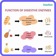 Image result for Digestive Enzymes and Function