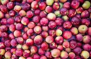 Image result for Different Apples