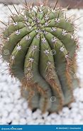 Image result for Long Thorn Cactus