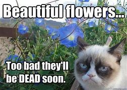 Image result for Flower Memes for Women