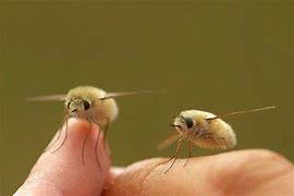 Image result for Cute Bee Fly