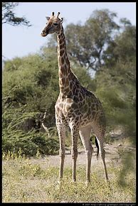 Image result for Female Giraffe