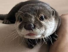 Image result for Otter Sakura Baby