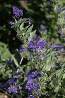 Image result for Caryopteris clandonensis First Choice