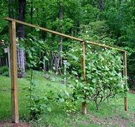 Image result for Backyard Grape Vine Trellis