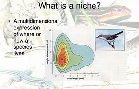 Image result for Niche Definition