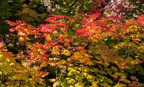 Image result for Pacific Northwest Native Plants