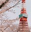 Image result for Japanese Cherry Blossom Lanterns