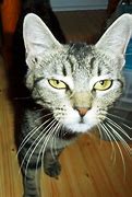 Image result for What Kind of Cat Is Sassy