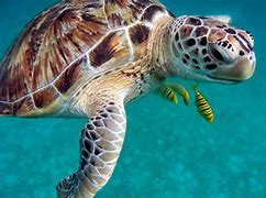 Image result for Underwater Clear Sea Life