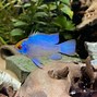 Image result for Royal Ram Fish