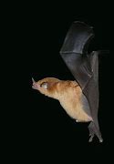 Image result for Nepal Orange Bats