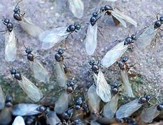 Image result for Ant Swarm