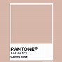 Image result for Rose Gold into Pink