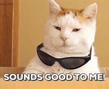 Image result for You Are a Great Boss Cat Meme
