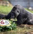 Image result for Ozzie world's oldest gorilla dies