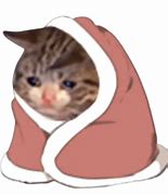 Image result for Sad Cat Meme Bow