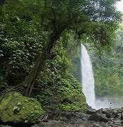 Image result for Waterfall in Rainforest