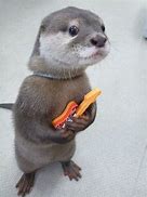 Image result for Cute Baby Otter Memes