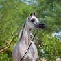 Image result for Cabbage Hill Farms Arabian Horse