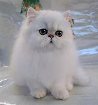 Image result for The Cutest Persian Cat in the World