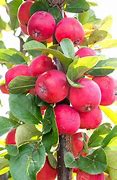 Image result for Mini Apple Tree