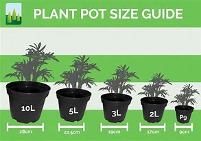 Image result for What Does 24 Cm Looks Like Plant