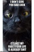 Image result for Bad Luck Cat Meme