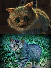 Image result for Cheshire Cat Real