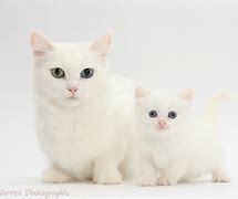 Image result for Mother Cat Kitten with White