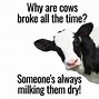 Image result for Cow Memes Humor