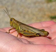 Image result for World's Largest Grasshopper