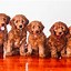 Image result for Red Goldendoodle