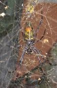 Image result for Largest Spider Ever Recorded