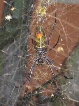 Image result for World's Most Biggest Spider