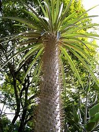 Image result for Cactus Palm