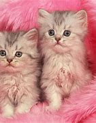 Image result for Cute Girly Wallpapers Kitten