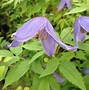 Image result for Clematis alpina