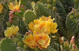 Image result for Texas Desert Cactus